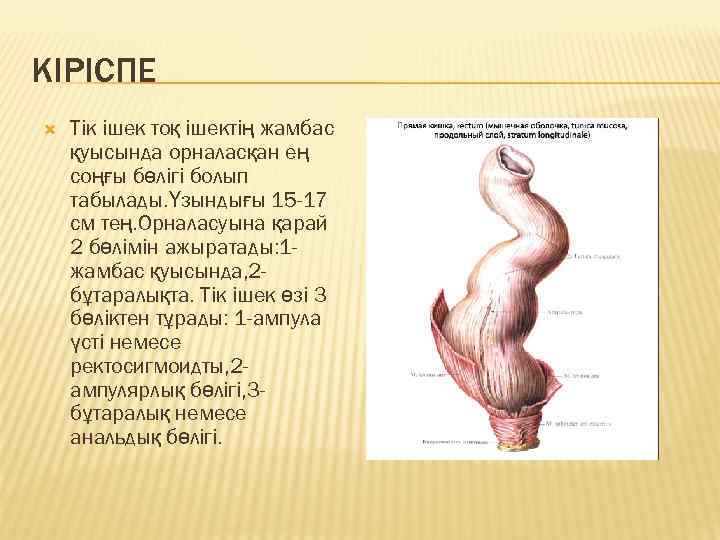 КІРІСПЕ Тік ішек тоқ ішектің жамбас қуысында орналасқан ең соңғы бөлігі болып табылады. Үзындығы