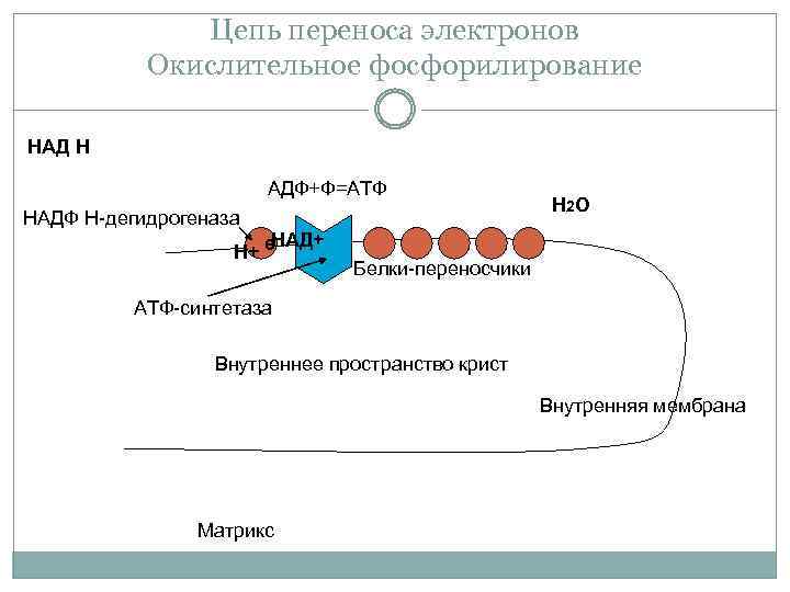 Цепь переноса электронов Окислительное фосфорилирование НАД Н АДФ+Ф=АТФ НАДФ Н-дегидрогеназа НАД+ Н+ е НО