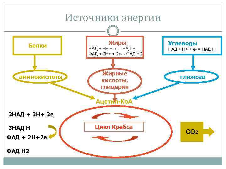 Источники энергии Белки аминокислоты Жиры НАД + Н+ + е- = НАД Н ФАД