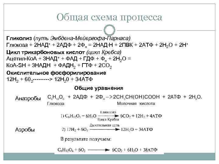 Общая схема процесса Гликолиз (путь Эмбдена-Мейергофа-Парнаса) Глюкоза + 2 НАД+ + 2 АДФ +