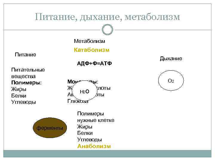 Питание, дыхание, метаболизм Метаболизм Катаболизм Питание АДФ+Ф=АТФ Питательные вещества Полимеры: Жиры Белки Углеводы ферменты