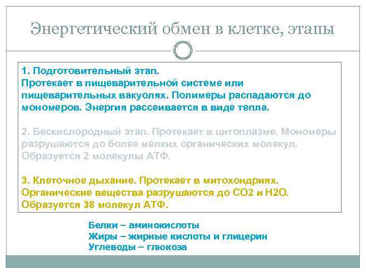 Энергетический обмен в клетке, этапы 1. Подготовительный этап. Протекает в пищеварительной системе или пищеварительных