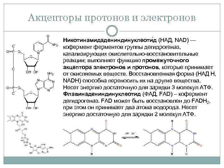 Акцепторы протонов и электронов Никотинамидадениндинуклеоти д (НАД, NAD) — коферментов группы дегидрогеназ, катализирующих окислительно-восстановительные