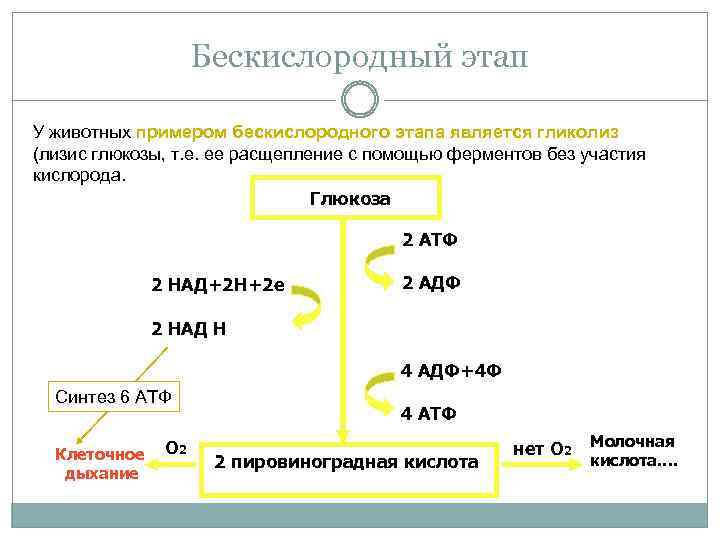 Этапы энергетического обмена протекает