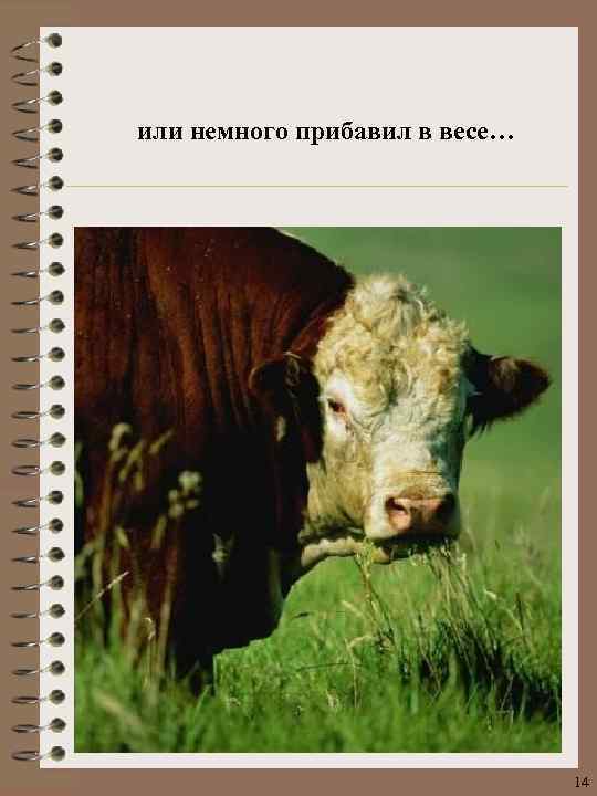 или немного прибавил в весе… 14 
