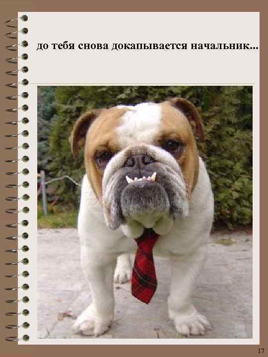 до тебя снова докапывается начальник. . . 17 