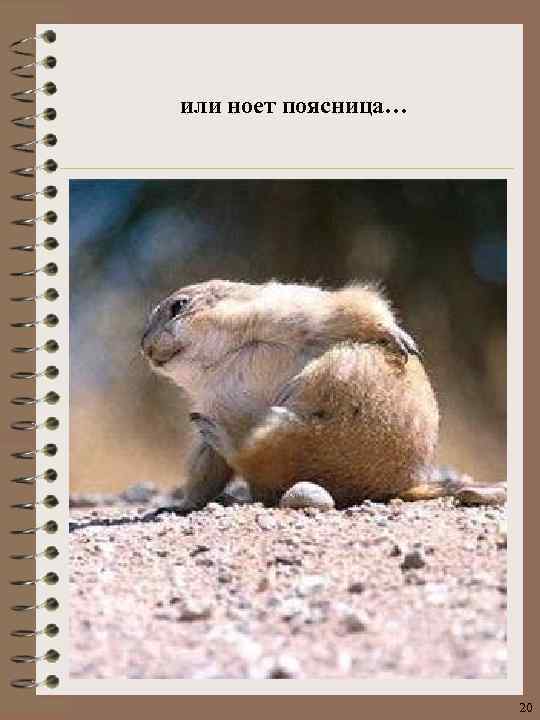 или ноет поясница… 20 