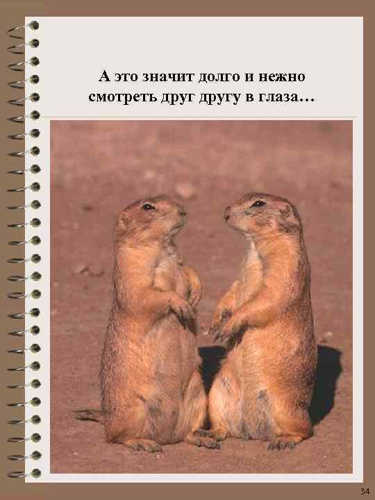 А это значит долго и нежно смотреть другу в глаза… 34 
