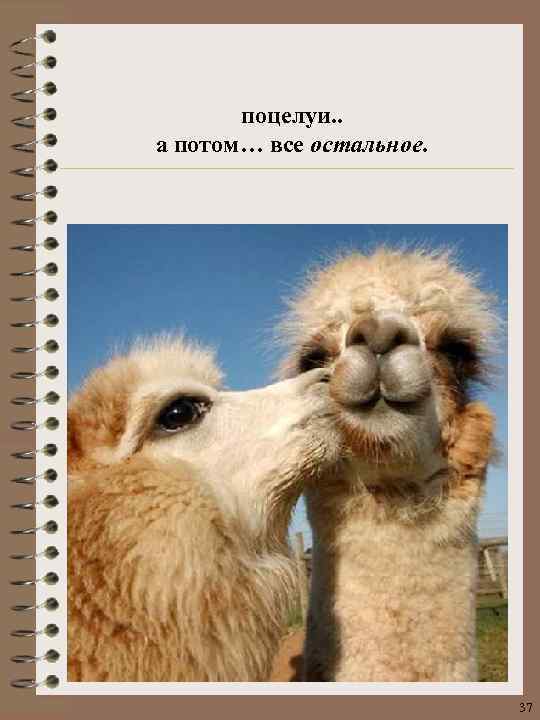 поцелуи. . а потом… все остальное. 37 