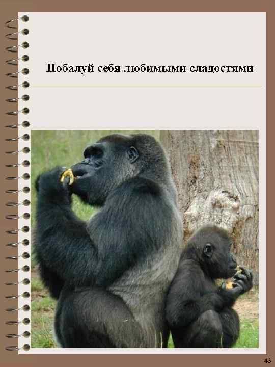 Побалуй себя любимыми сладостями 43 