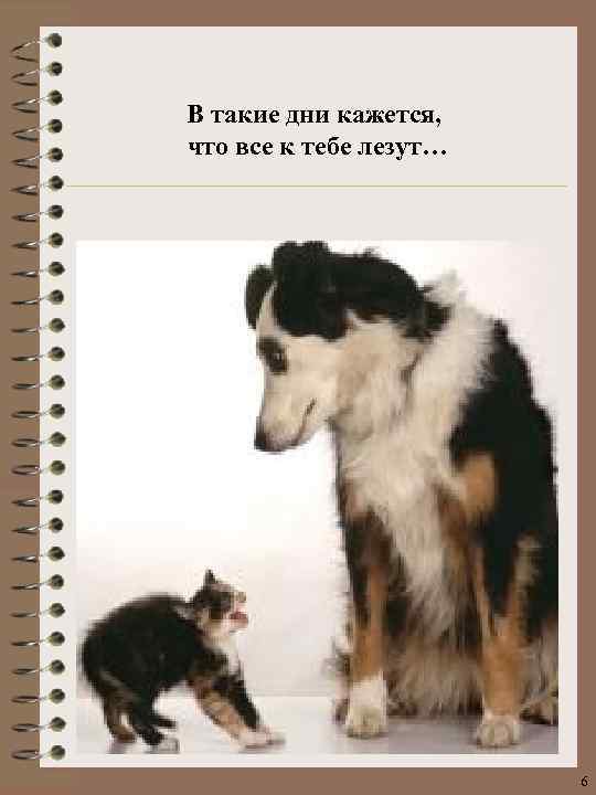 В такие дни кажется, что все к тебе лезут… 6 