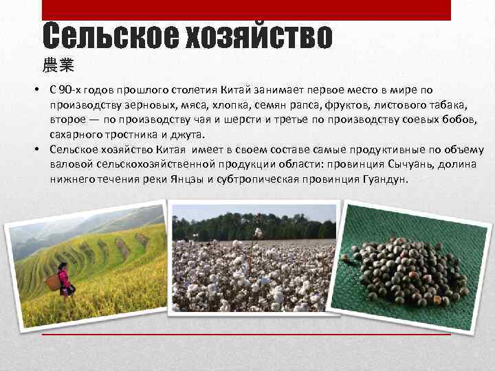 Сельское хозяйство 農業 • С 90 -х годов прошлого столетия Китай занимает первое место