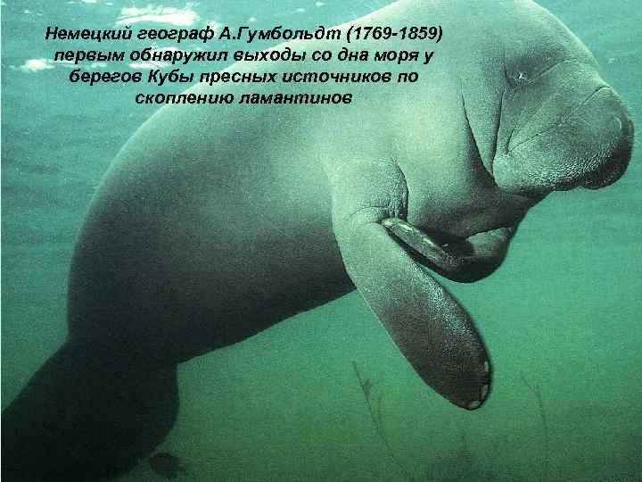 Немецкий географ А. Гумбольдт (1769 -1859) первым обнаружил выходы со дна моря у ГЕЙЗЕРЫ