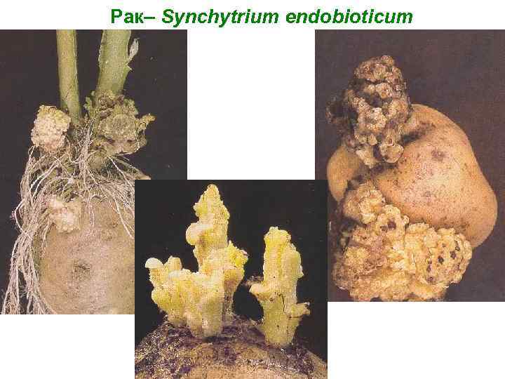 Рак– Synchytrium endobioticum 