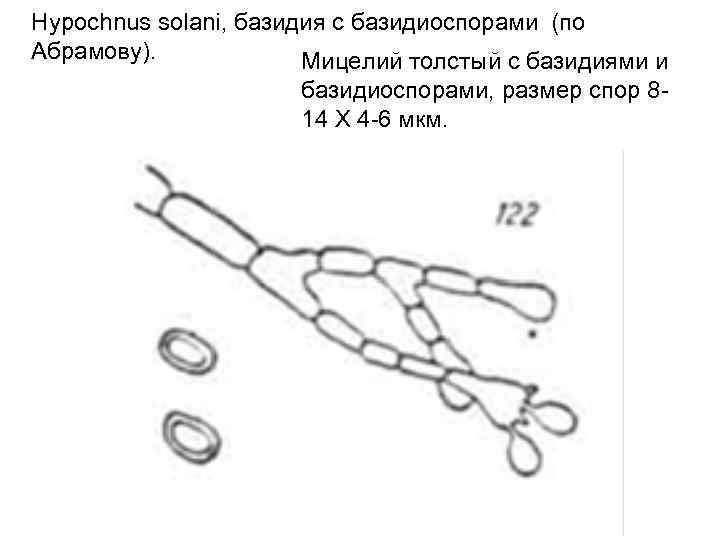Hypochnus solani, базидия с базидиоспорами (по Абрамову). Мицелий толстый с базидиями и базидиоспорами, размер