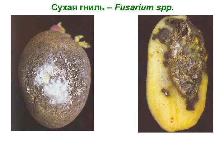 Сухая гниль – Fusarium spp. 