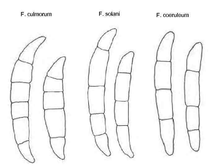 F. culmorum F. solani F. coeruleum 