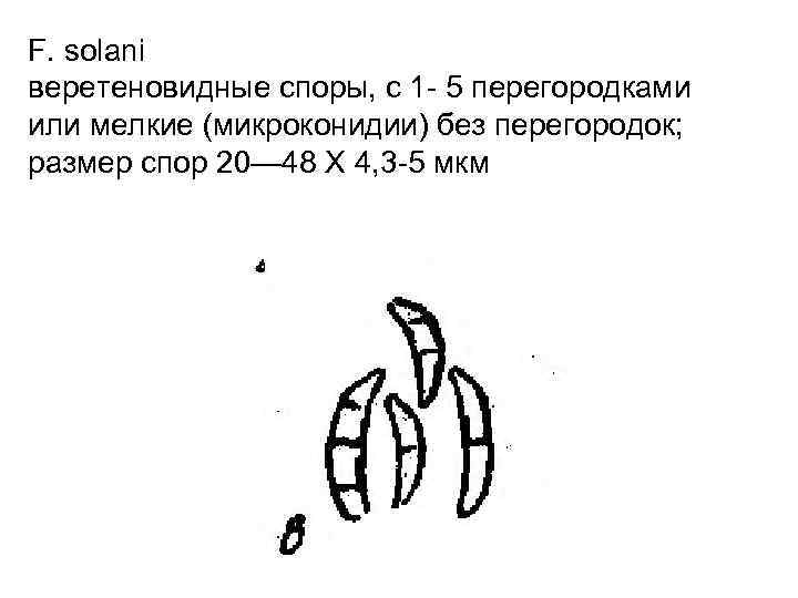 F. solani веретеновидные споры, с 1 5 перегородками или мелкие (микроконидии) без перегородок; размер