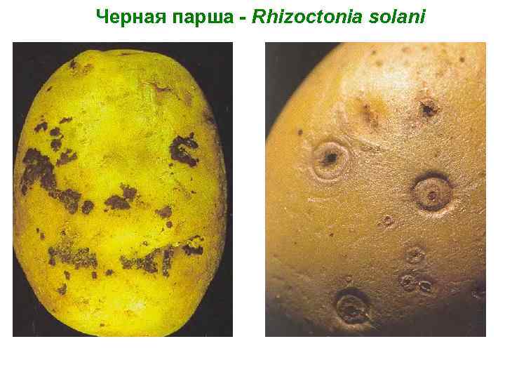 Черная парша - Rhizoctonia solani 