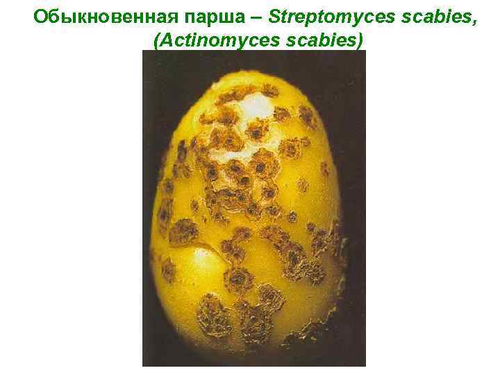 Обыкновенная парша – Streptomyces scabies, (Actinomyces scabies) 