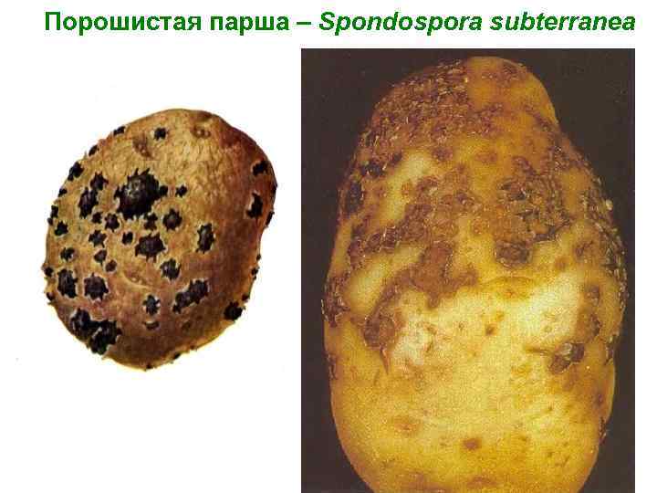 Порошистая парша – Spondospora subterranea 