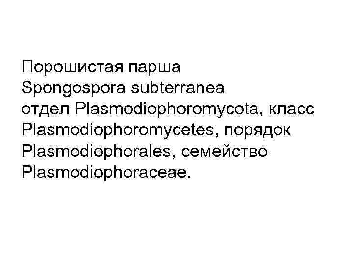 Порошистая парша Spongospora subterranea отдел Plasmodiophoromycota, класс Plasmodiophoromycetes, порядок Plasmodiophorales, семейство Plasmodiophoraceae. 