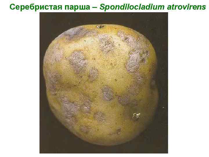 Серебристая парша – Spondilocladium atrovirens 