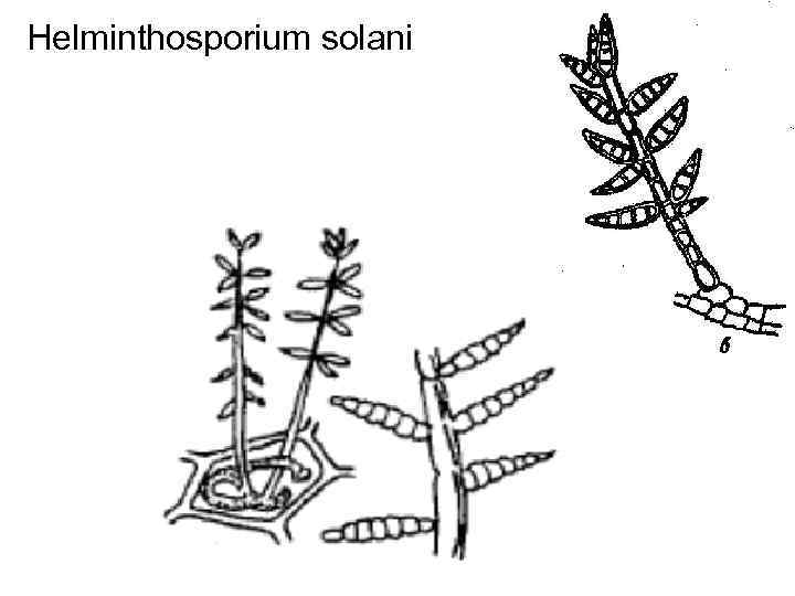 Helminthosporium solani 