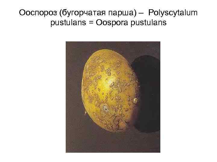 Ооспороз (бугорчатая парша) – Polyscytalum pustulans = Oospora pustulans 