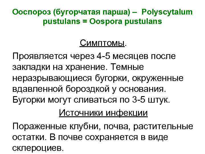 Ооспороз (бугорчатая парша) – Polyscytalum pustulans = Oospora pustulans Симптомы. Проявляется через 4 5