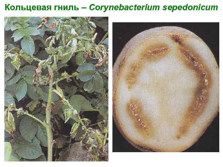 Кольцевая гниль – Corynebacterium sepedonicum 