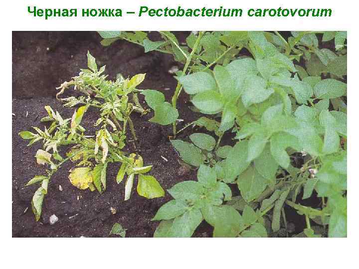 Черная ножка – Pectobacterium carotovorum 