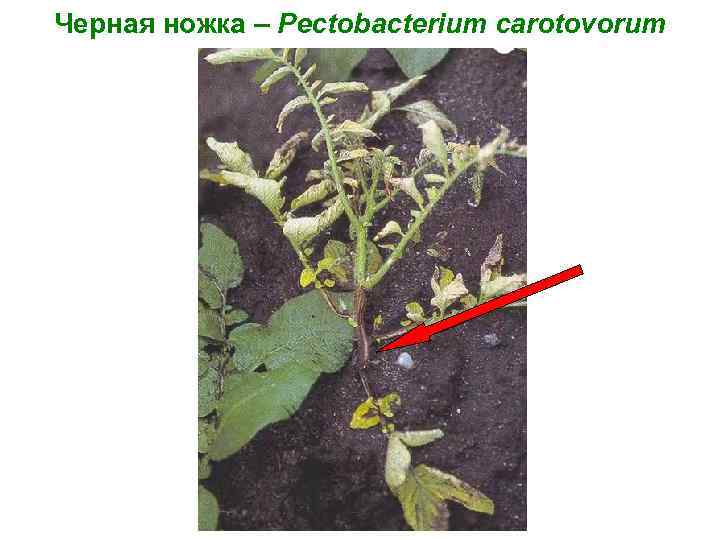 Черная ножка – Pectobacterium carotovorum 