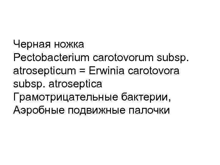 Черная ножка Pectobacterium carotovorum subsp. atrosepticum = Erwinia carotovora subsp. atroseptica Грамотрицательные бактерии, Аэробные