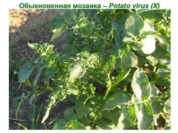 Обыкновенная мозаика – Potato virus (X) 