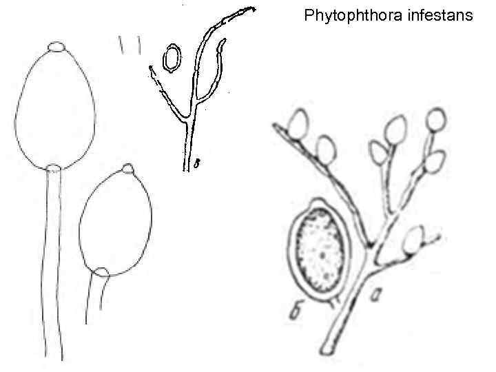 Фитофтора гриб рисунок