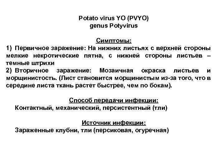 Potato virus YО (PVYО) genus Potyvirus Симптомы: 1) Первичное заражение: На нижних листьях с