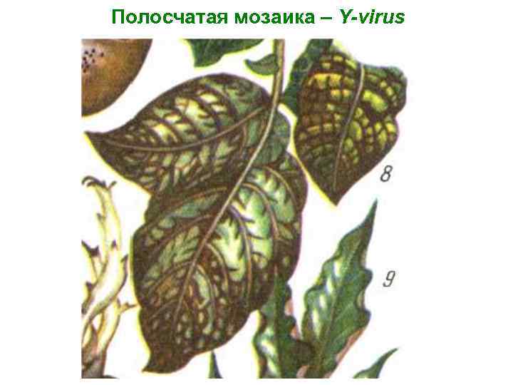 Полосчатая мозаика – Y-virus 