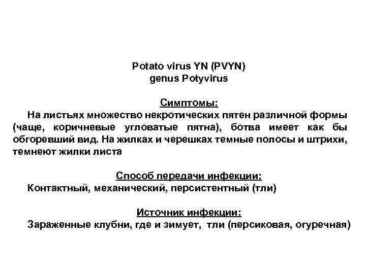 Potato virus YN (PVYN) genus Potyvirus Симптомы: На листьях множество некротических пятен различной формы