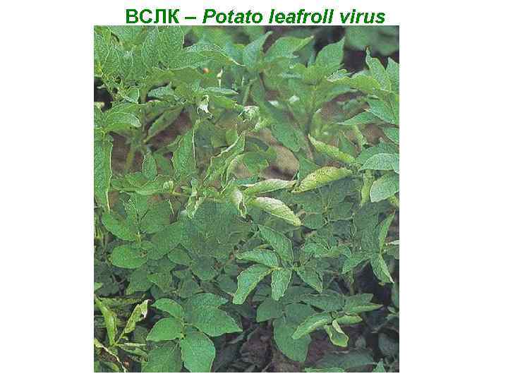 ВСЛК – Potato leafroll virus 