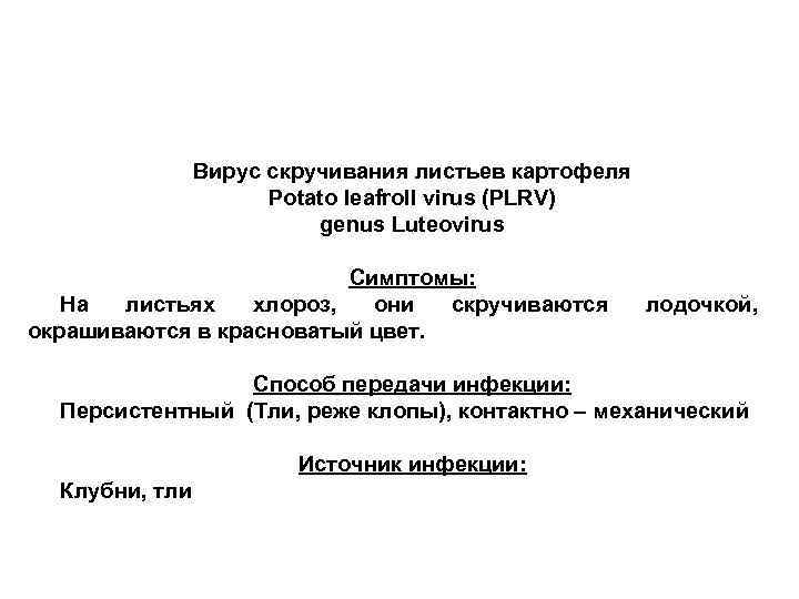 Вирус скручивания листьев картофеля Potato leafroll virus (PLRV) genus Luteovirus Симптомы: На листьях хлороз,