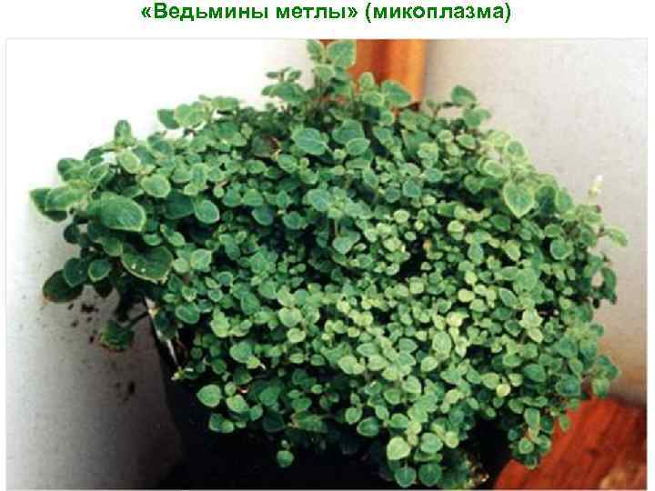  «Ведьмины метлы» (микоплазма) 