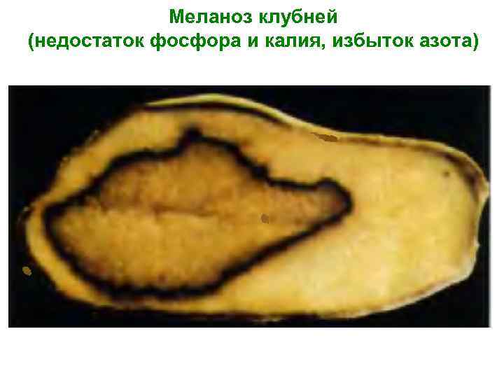 Меланоз клубней (недостаток фосфора и калия, избыток азота) 