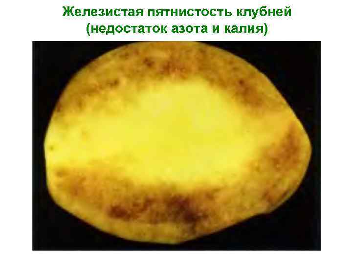 Железистая пятнистость клубней (недостаток азота и калия) 