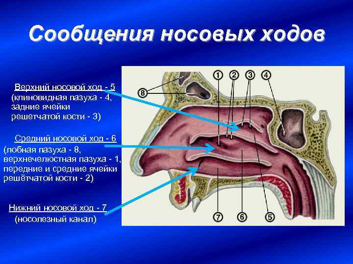 Сообщения носовых ходов Верхний носовой ход - 5 (клиновидная пазуха - 4, задние ячейки