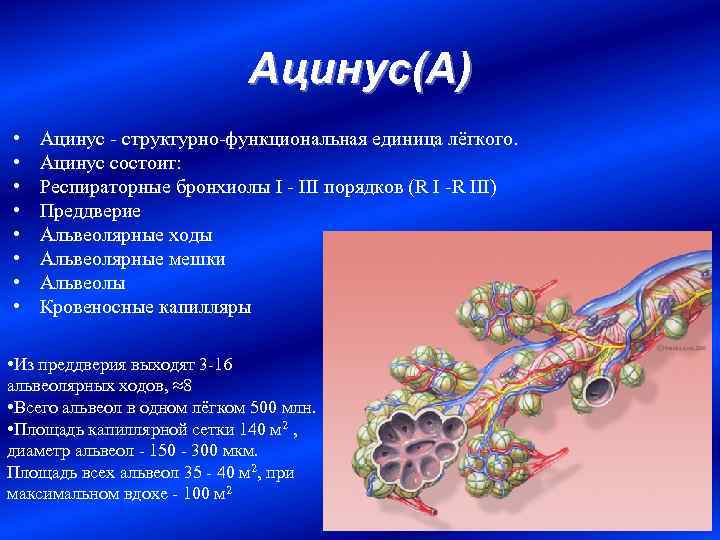 Ацинус(А) • • Ацинус - структурно-функциональная единица лёгкого. Ацинус состоит: Респираторные бронхиолы I -