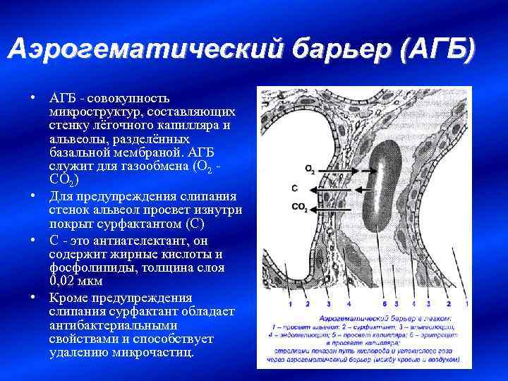 Аэрогематический барьер (АГБ) • АГБ - совокупность микроструктур, составляющих стенку лёгочного капилляра и альвеолы,