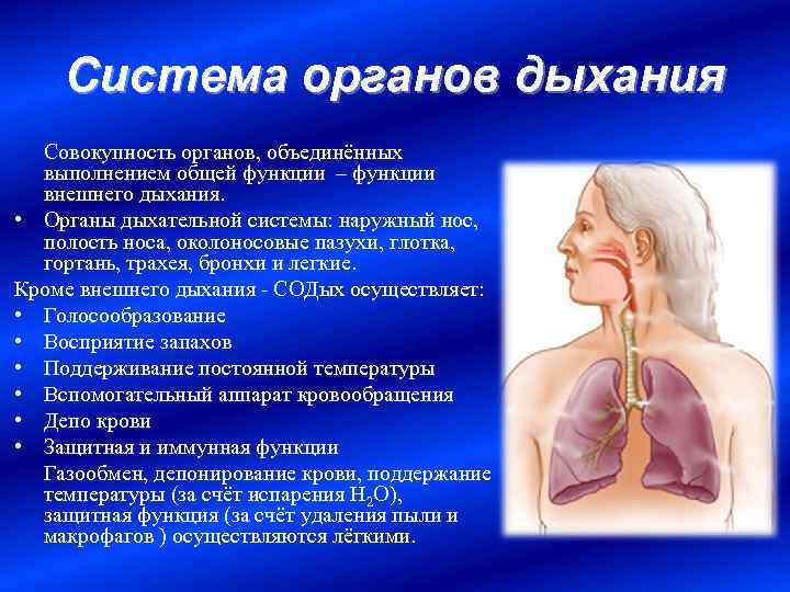 Система органов дыхания Совокупность органов, объединённых выполнением общей функции – функции внешнего дыхания. •