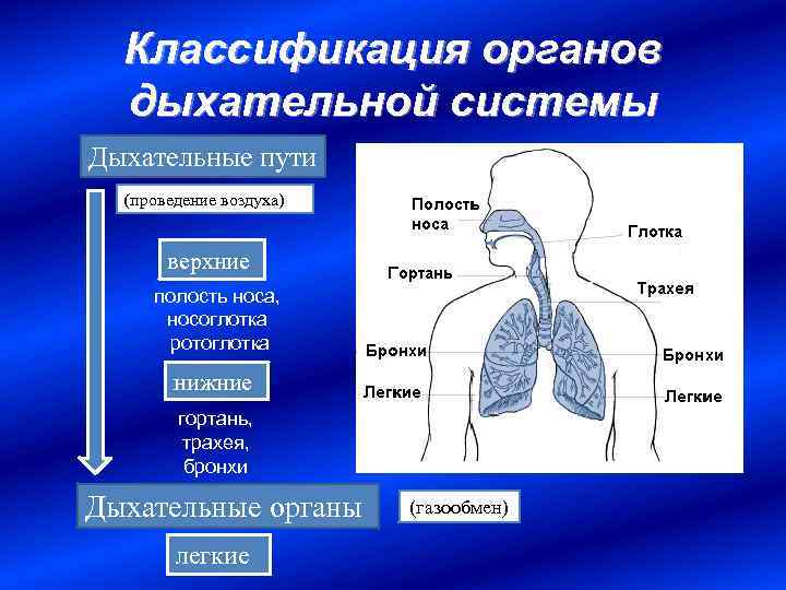 Классификация органов дыхательной системы Дыхательные пути (проведение воздуха) верхние полость носа, носоглотка ротоглотка нижние