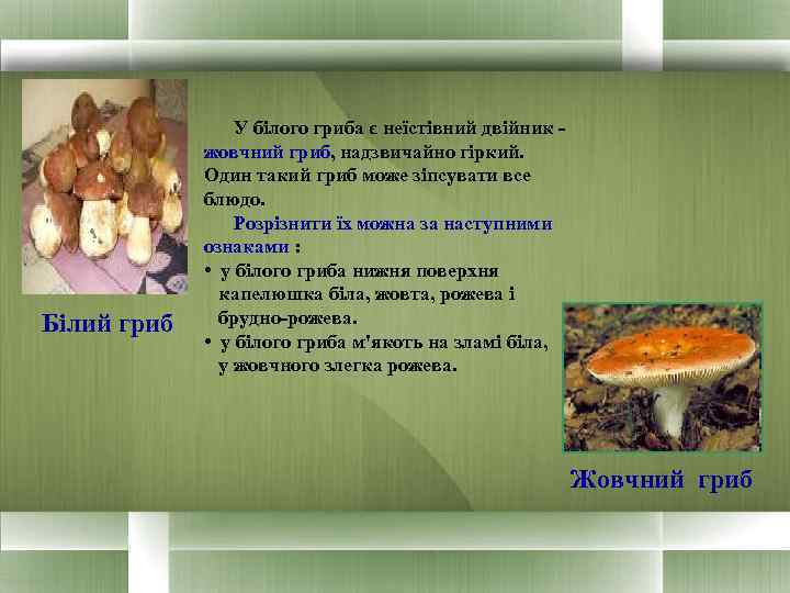 Білий гриб У білого гриба є неїстівний двійник - жовчний гриб, надзвичайно гіркий. Один